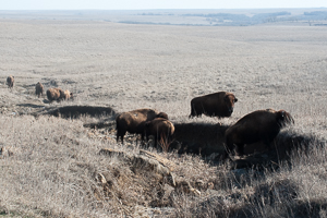 Tallgrass Prairie