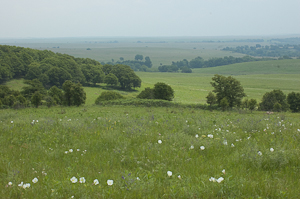 Tallgrass Vista