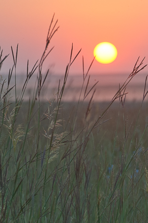 Tallgrass Prairie