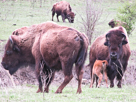 Whitetail on the Prairie
