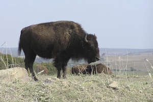 Grazing bison