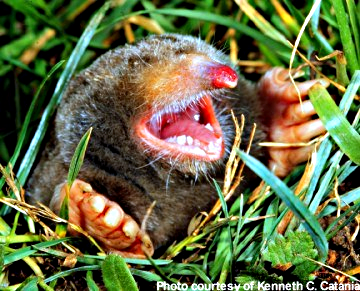 Photographs of a mole emerging from the ground...