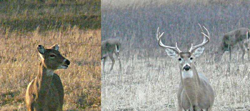 Photographs of whitetail deer at the Tallgrass Prairie Preserve...