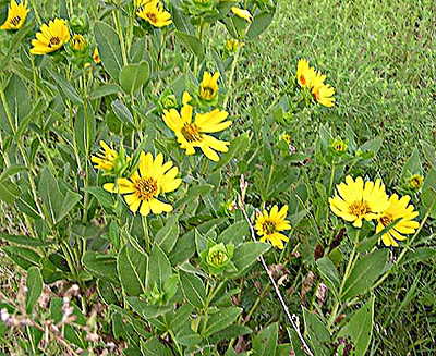 Ashy Sunflower by Van Vives