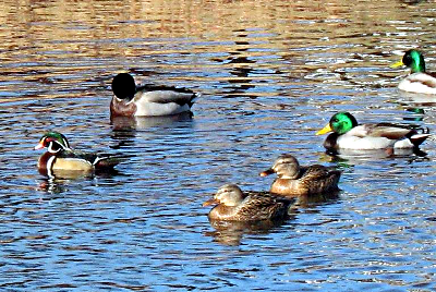 Wood Duck Flotilla by Nicholas Del Grosso